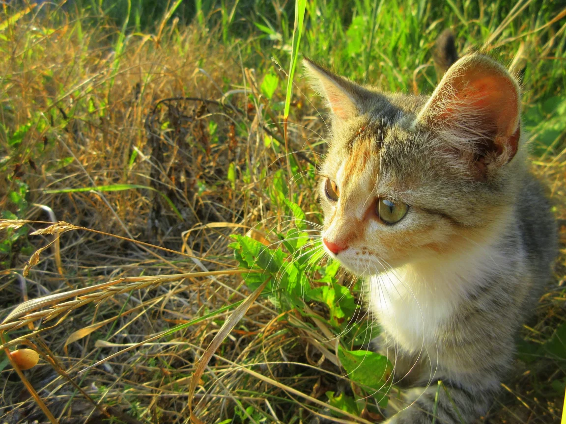 кошка, котёнок