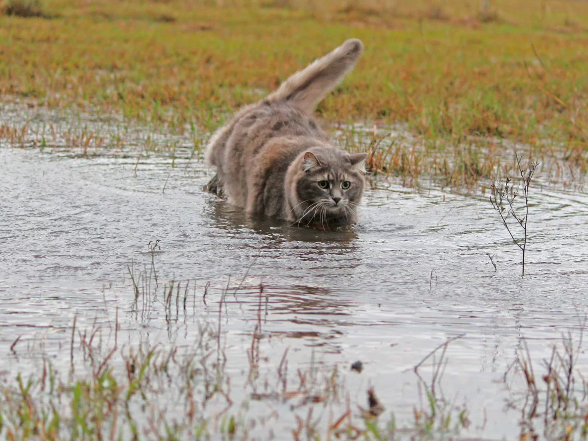 кошка, трава, шерсть, вода
