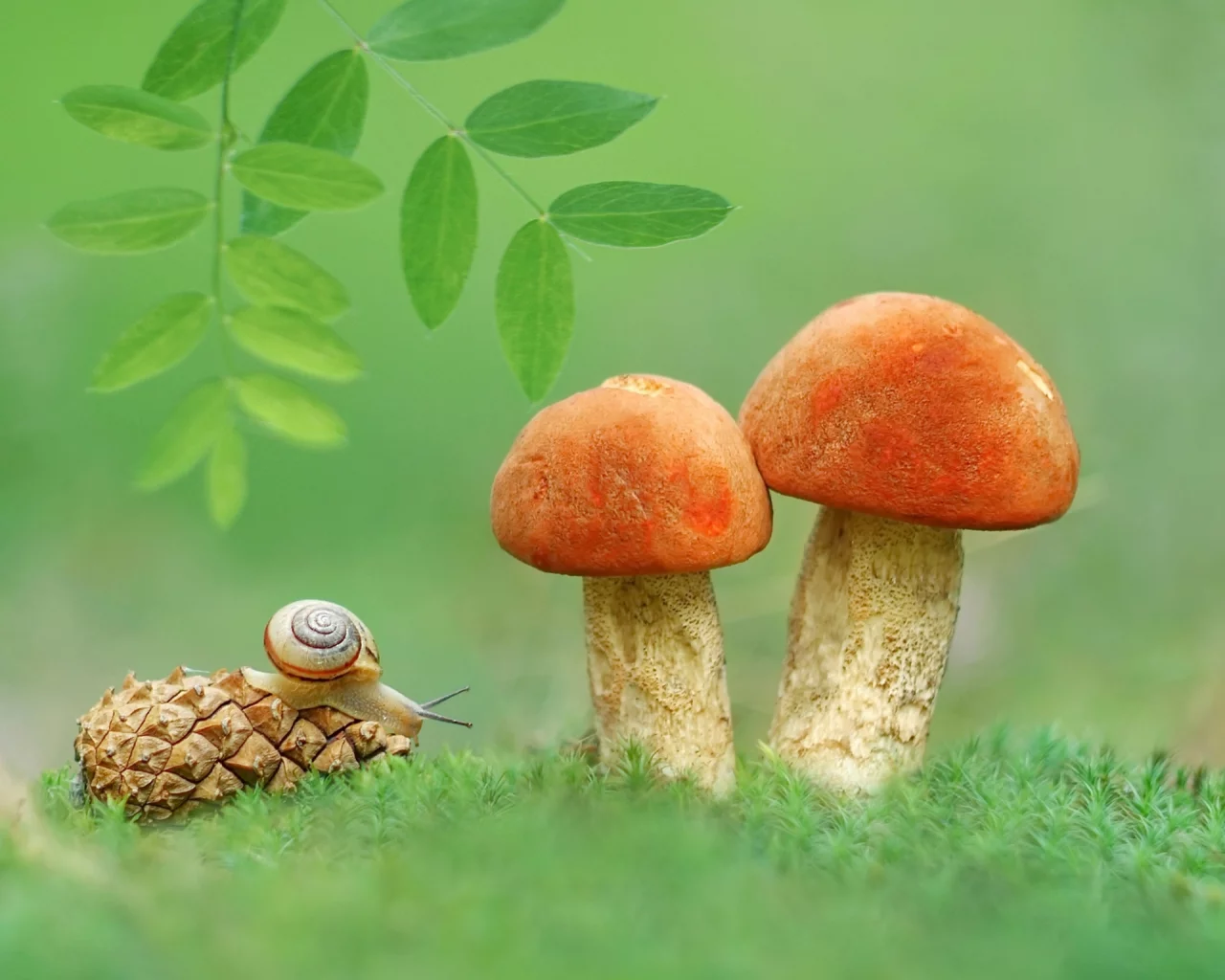 природа, улитка, грибы, шишка, макро