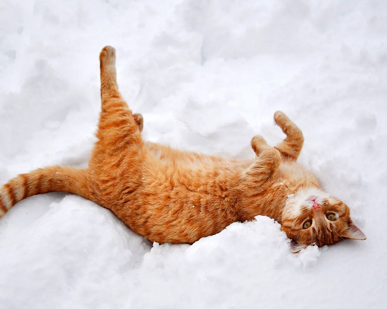 кошка, лежит, снег, зима, природа, рыжий, лапы, кот