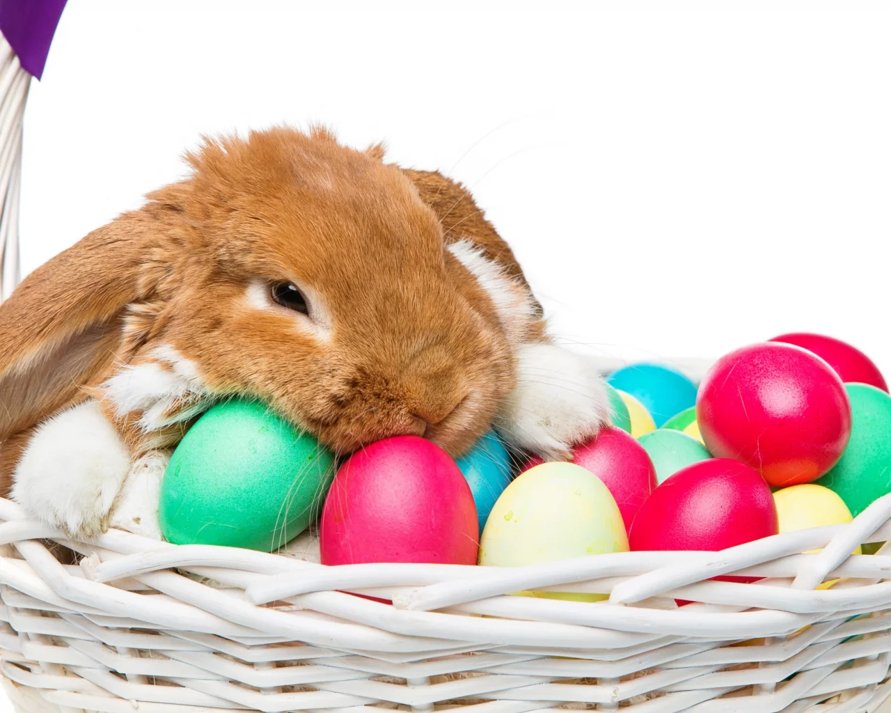 rabbit, happy, кролик, eggs, spring, flowers, цветы