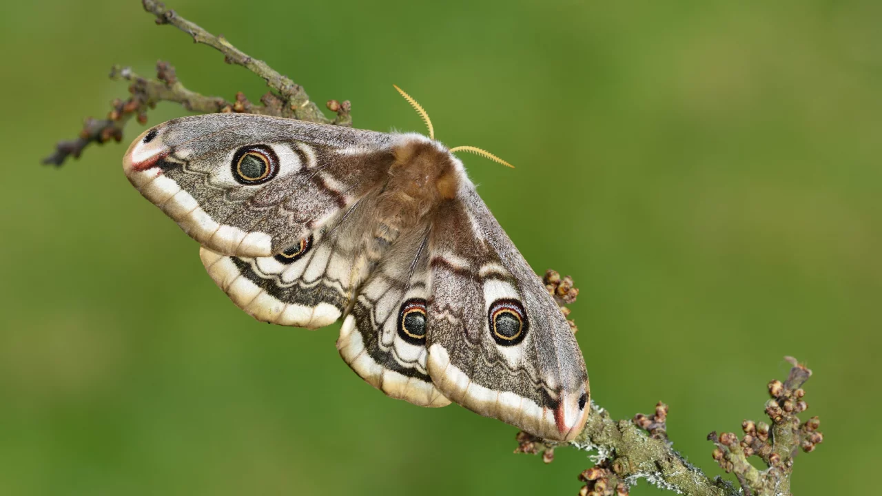 мотылёк, макро
