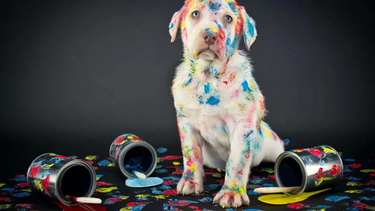 background, лабрадор, retriever, labrador, ретривер, краски, dogs