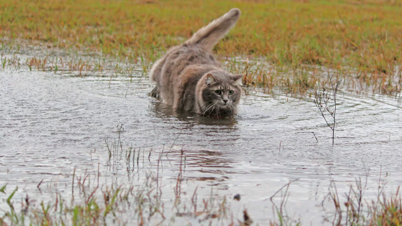 кошка, трава, шерсть, вода