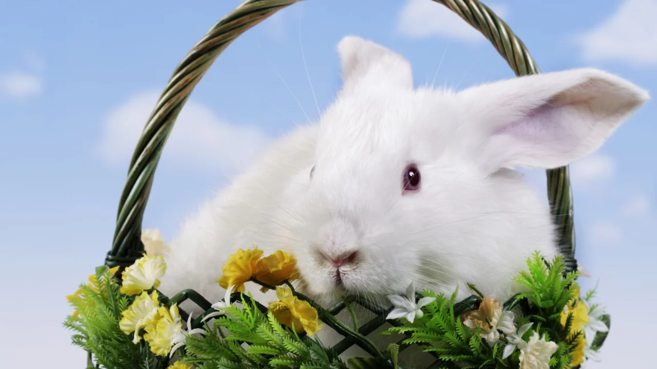 пасха, easter, корзина, кролик, цветы