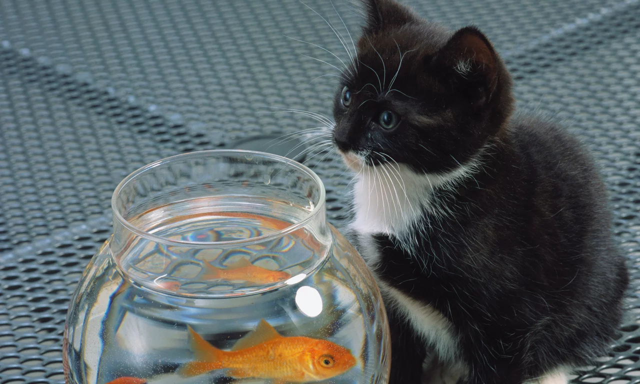 кошка, cat, белый, котенок, черный, рыба, аквариум, кот