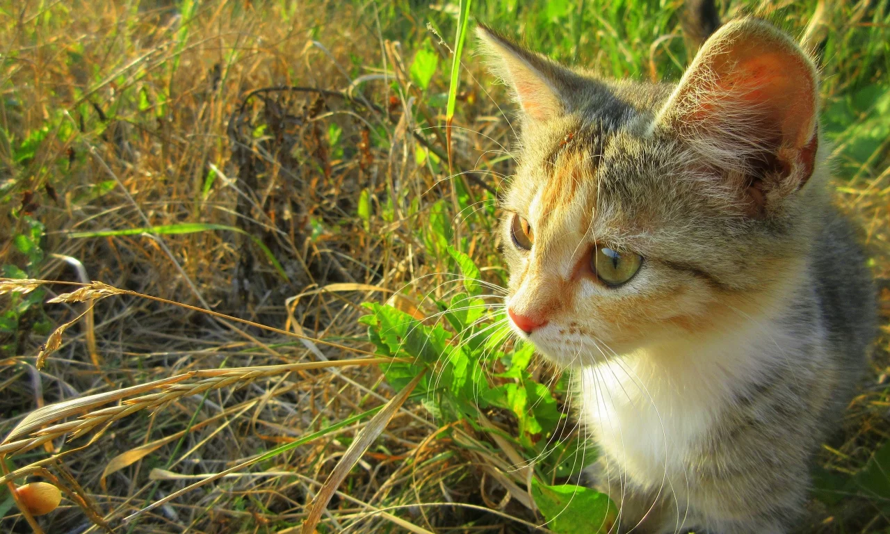 кошка, котёнок