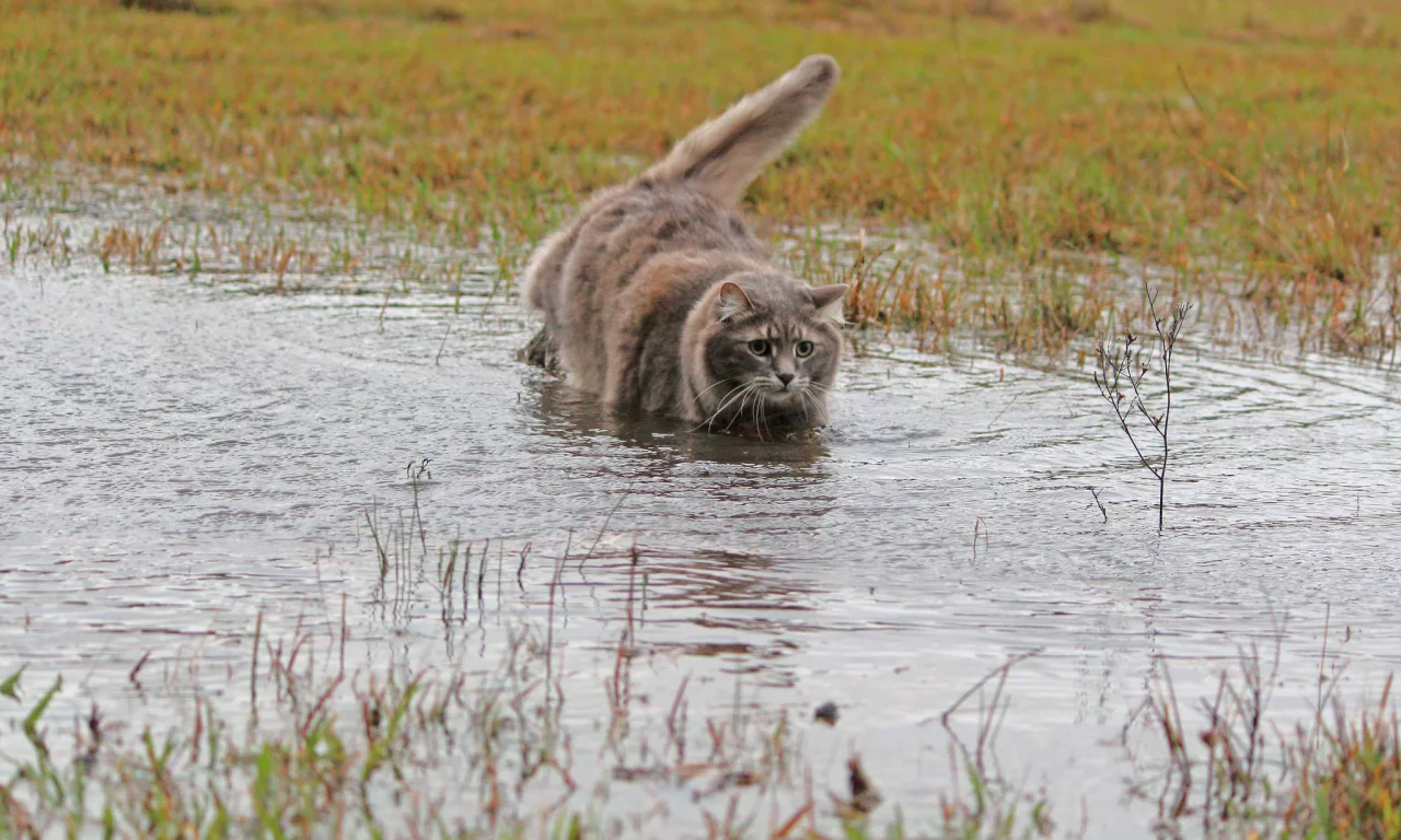 кошка, трава, шерсть, вода