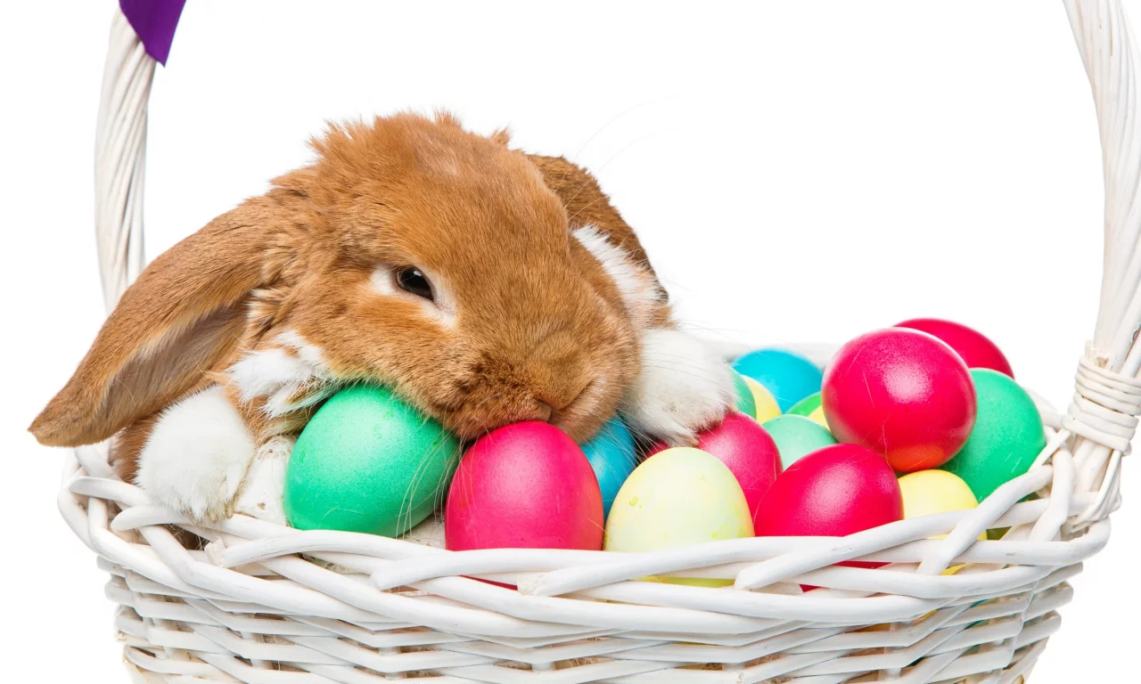 rabbit, happy, кролик, eggs, spring, flowers, цветы