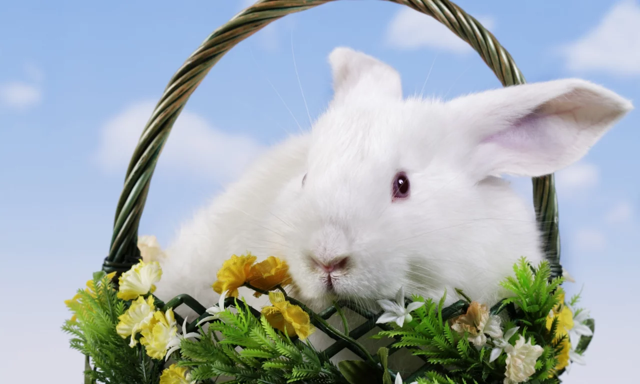 пасха, easter, корзина, кролик, цветы
