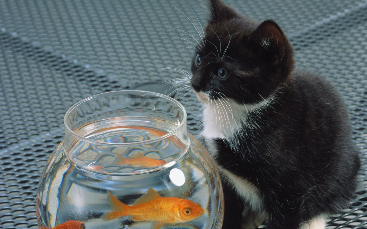 кошка, cat, белый, котенок, черный, рыба, аквариум, кот