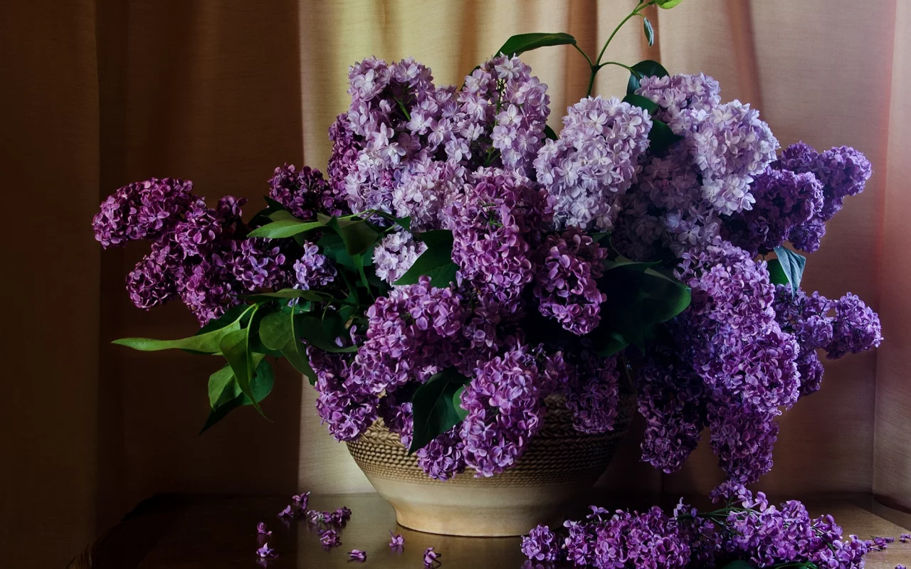 шторы, сирень, стол