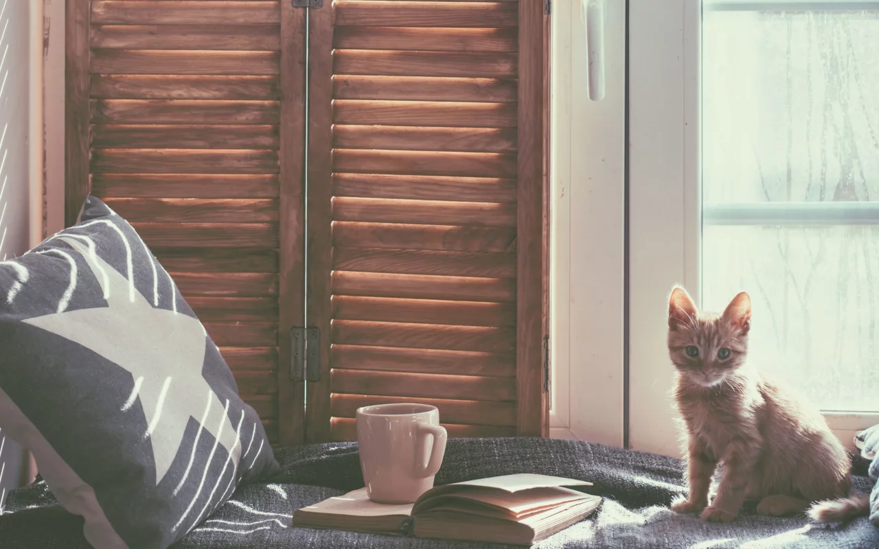 кот, книга, кровать, подушка, котёнок, окно, кружка, комната, кошка