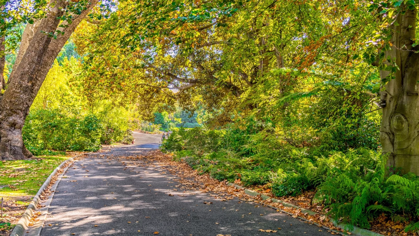 осень, солнце, parks, trees, autumn, roads, деревья, дорога, elbourne, парк, ельбурн, foliage