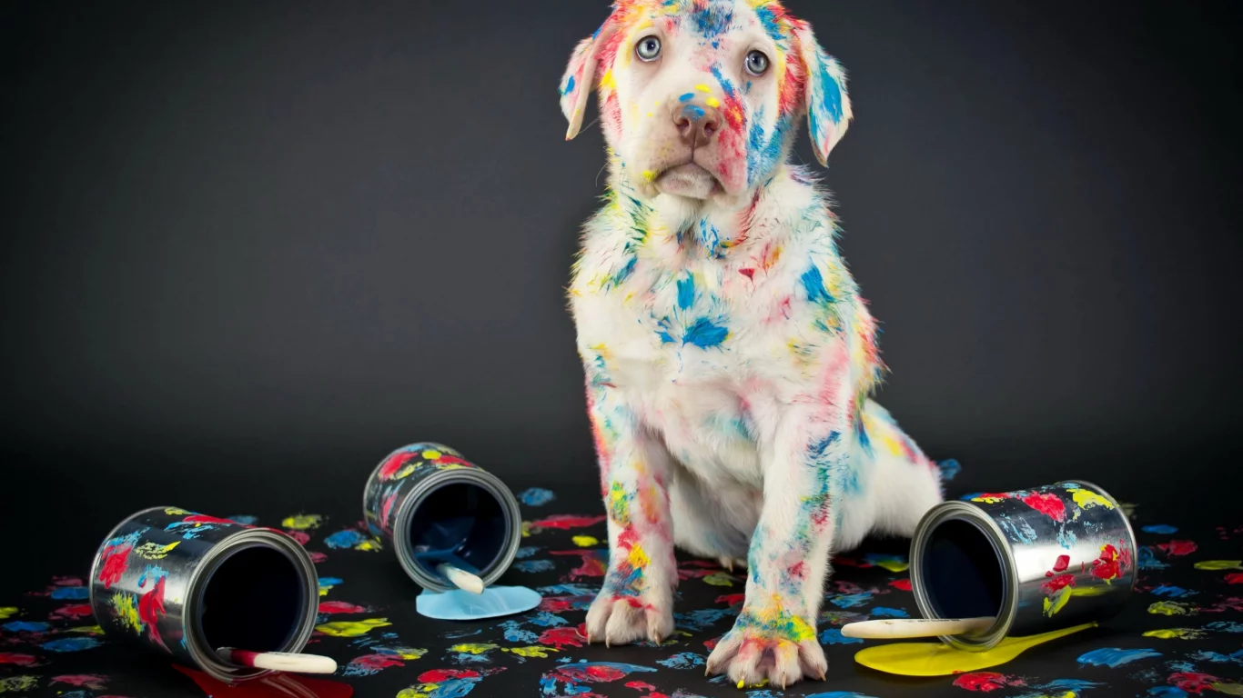 background, лабрадор, retriever, labrador, ретривер, краски, dogs