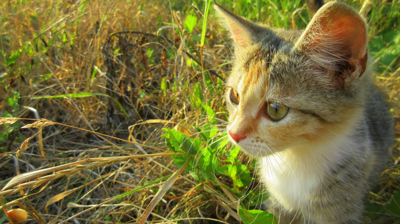 кошка, котёнок