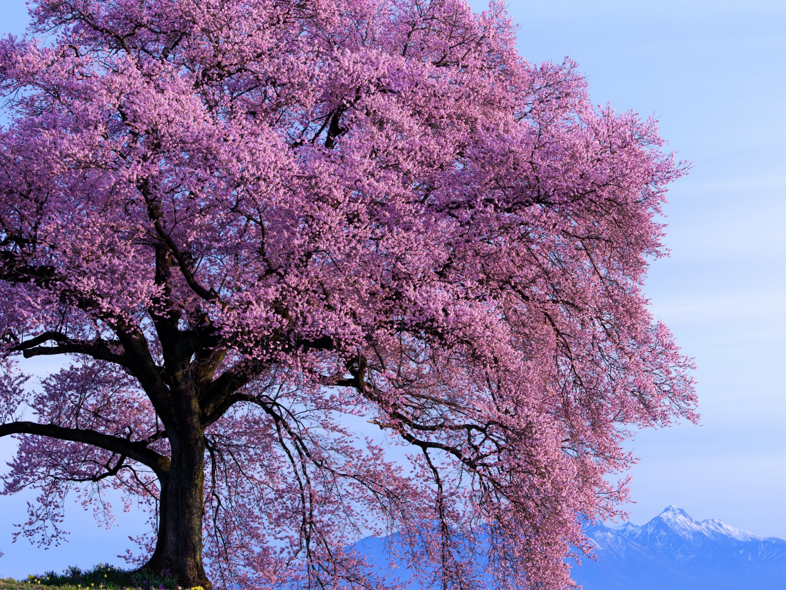 Розовые деревья в горах. Весеннее дерево. Деревья весной. Самые красивые деревья весной. Красивое дерево картинки.