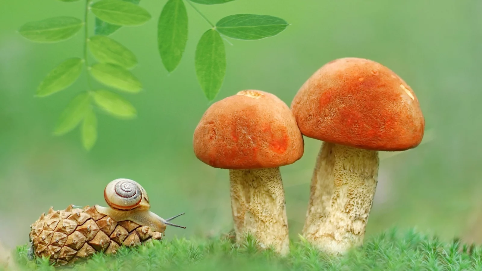 природа, улитка, грибы, шишка, макро