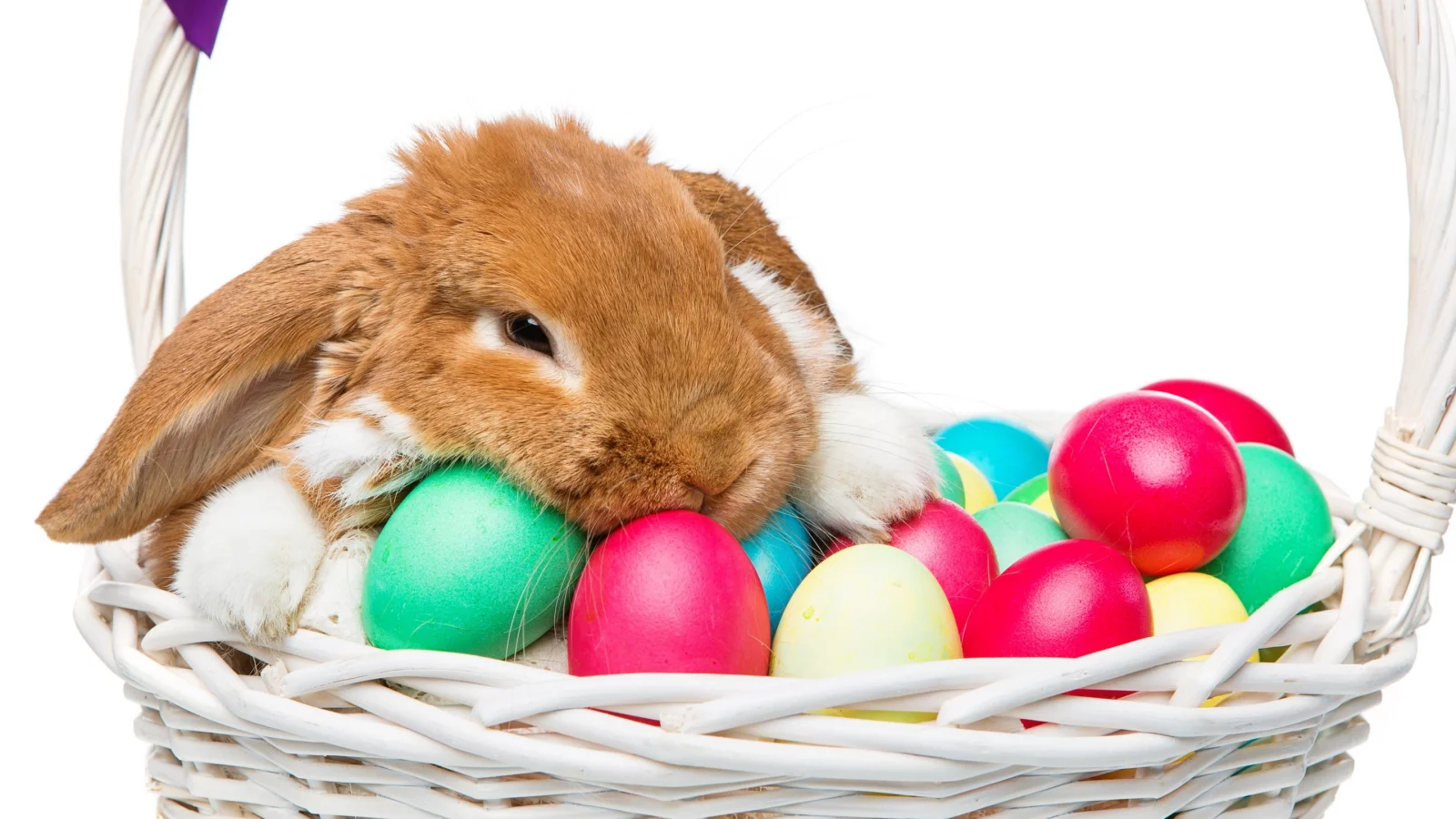 rabbit, happy, кролик, eggs, spring, flowers, цветы