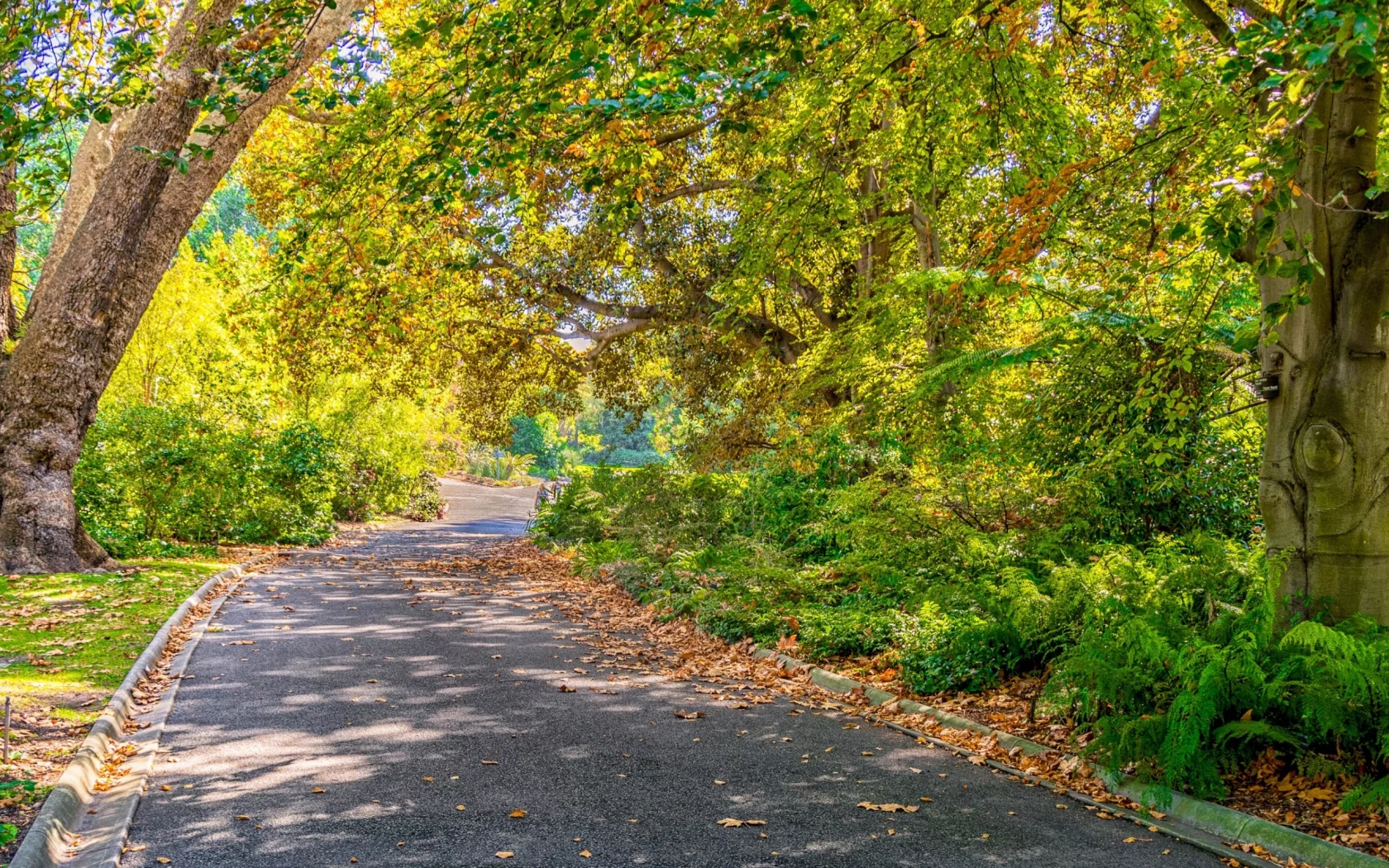 осень, солнце, parks, trees, autumn, roads, деревья, дорога, elbourne, парк, ельбурн, foliage