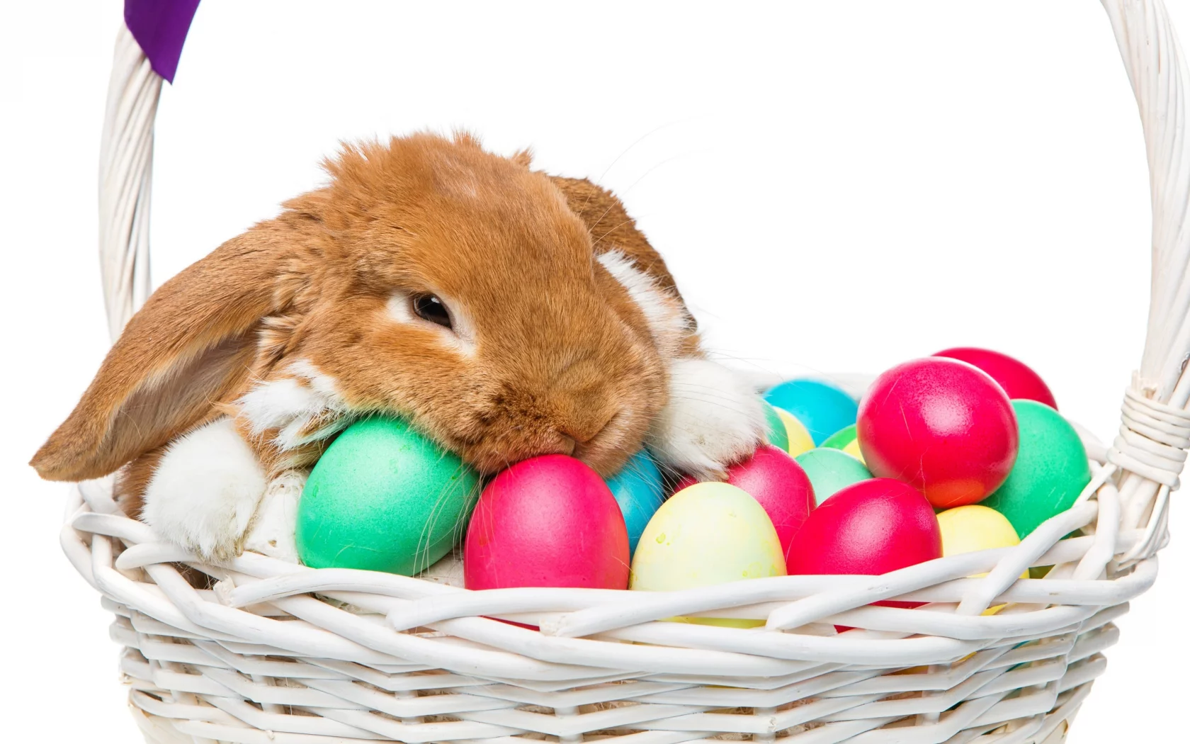 rabbit, happy, кролик, eggs, spring, flowers, цветы