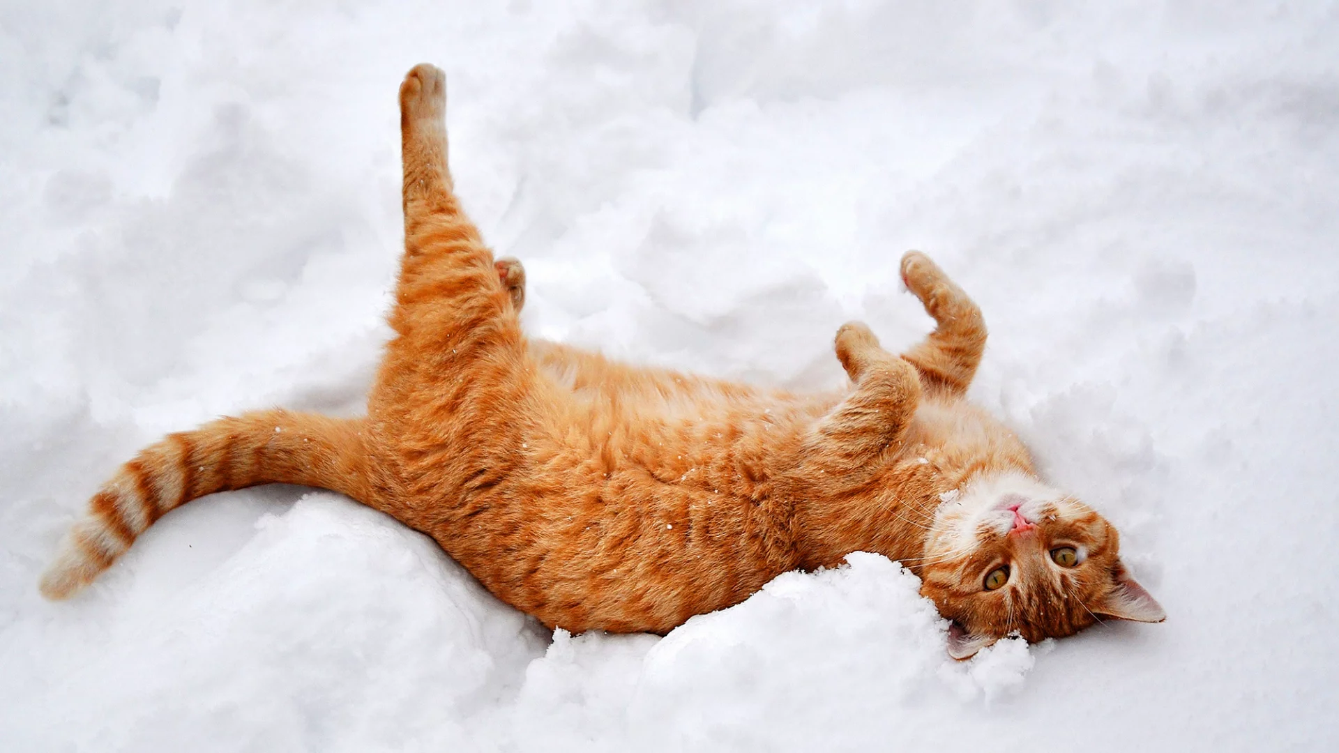 кошка, лежит, снег, зима, природа, рыжий, лапы, кот