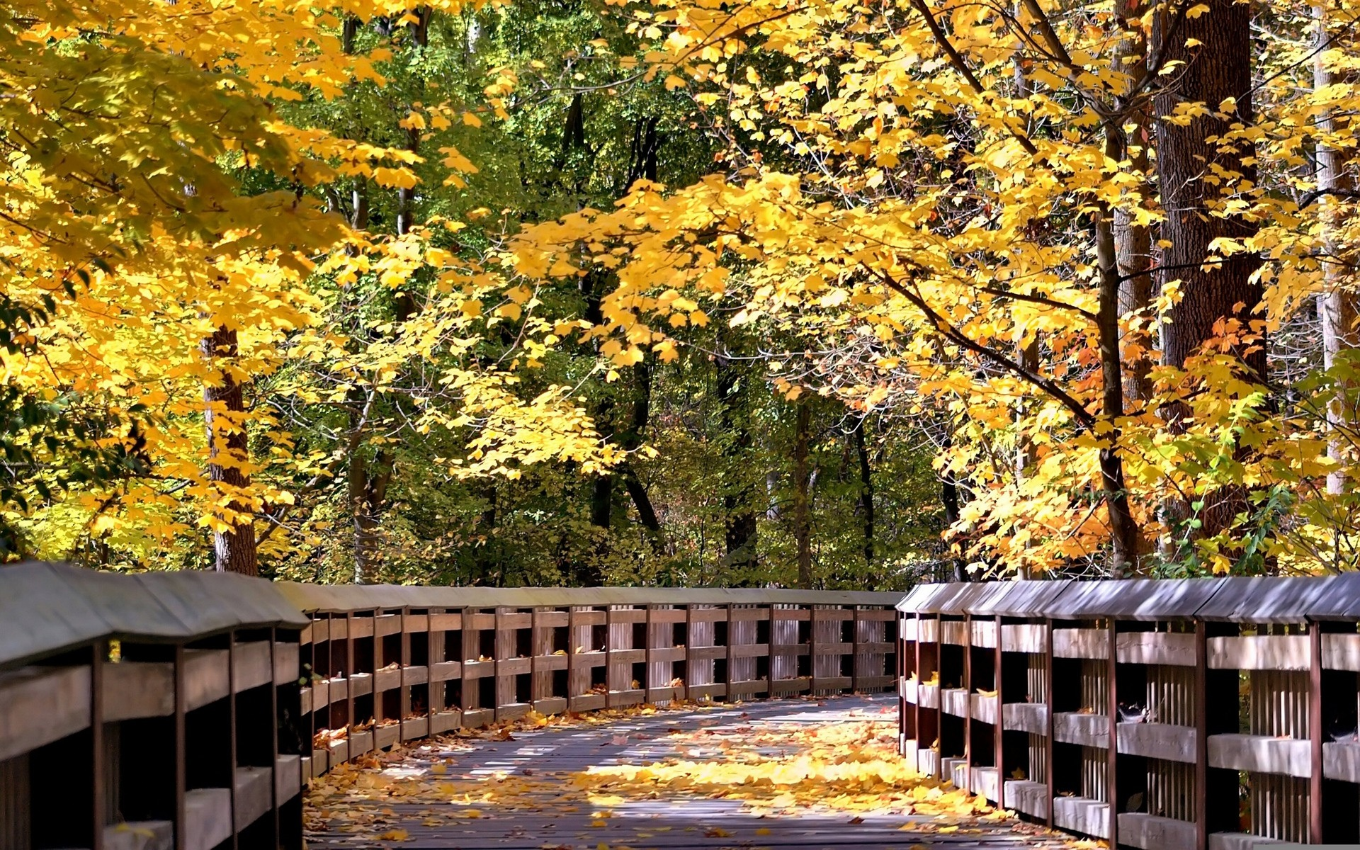 осень, дорожка мостик