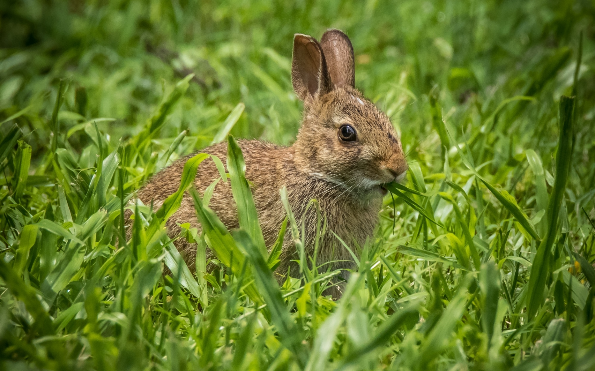 кролик, уши, трава