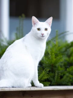 кошка, взгляд, усы, фон, белая, морда