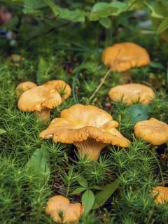 мох, грибы, лисички, черника