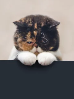кошка, трехцветная, черепаховая
