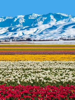 тюльпаны, горы