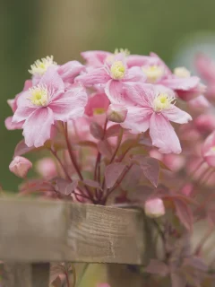 ломонос, бутончики, клематис, лепестки, боке