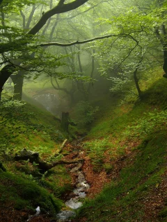 лес, дерево