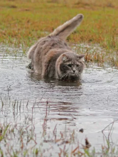 кошка, трава, шерсть, вода