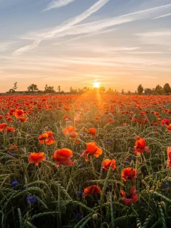 закат, пейзаж, небо, маковое, природа, лучи, облака, мак, маки, солнце, маковое поле, рожь, злаки, поле, вечер, цветы