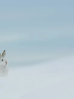 заяц, зима, природа