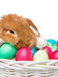 rabbit, happy, кролик, eggs, spring, flowers, цветы
