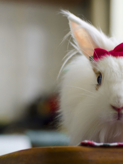 кролик, белый, rabbit, милый, bunny, красивая, пушистый, заец, бантик, fluffy