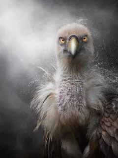 дождь, птенец, клюв, перья