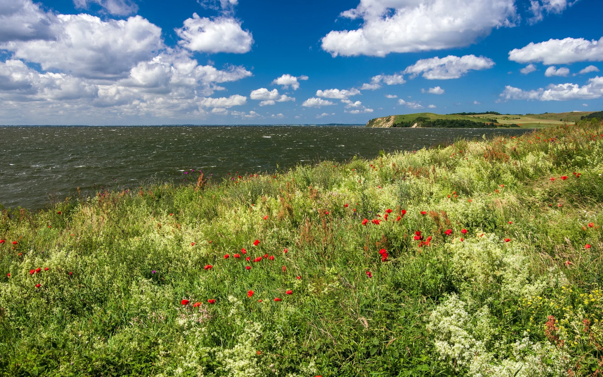 облака, горизонт, небо, солнце, маки, море, побережье, германия, трава, цветы