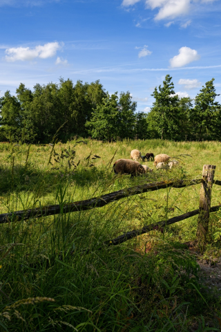 трава, солнце, лето, лужайка, нидерланды, зелень, домик, забор, деревья, овцы