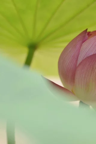 лето, цветы