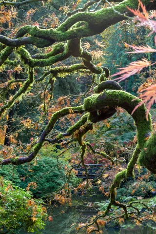 trees, color, nature