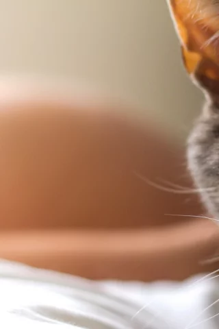 кошка, взгляд, фон