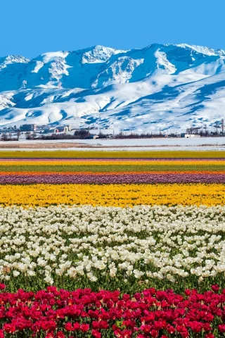 тюльпаны, горы