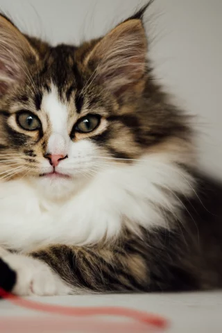 кот, пушистая, взгляд, кошка
