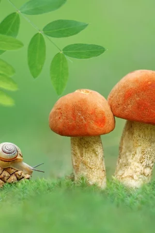 природа, улитка, грибы, шишка, макро