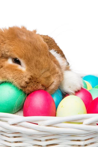 rabbit, happy, кролик, eggs, spring, flowers, цветы