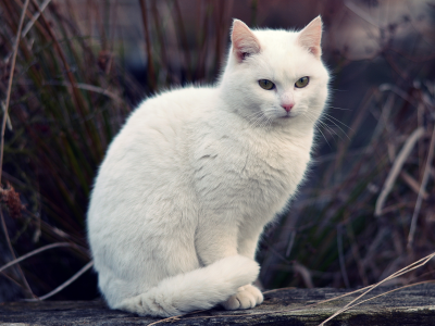 кот, трава, белый, кошка, боке